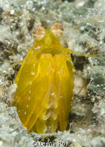Yellow mantis shrimp by Leena Roy 